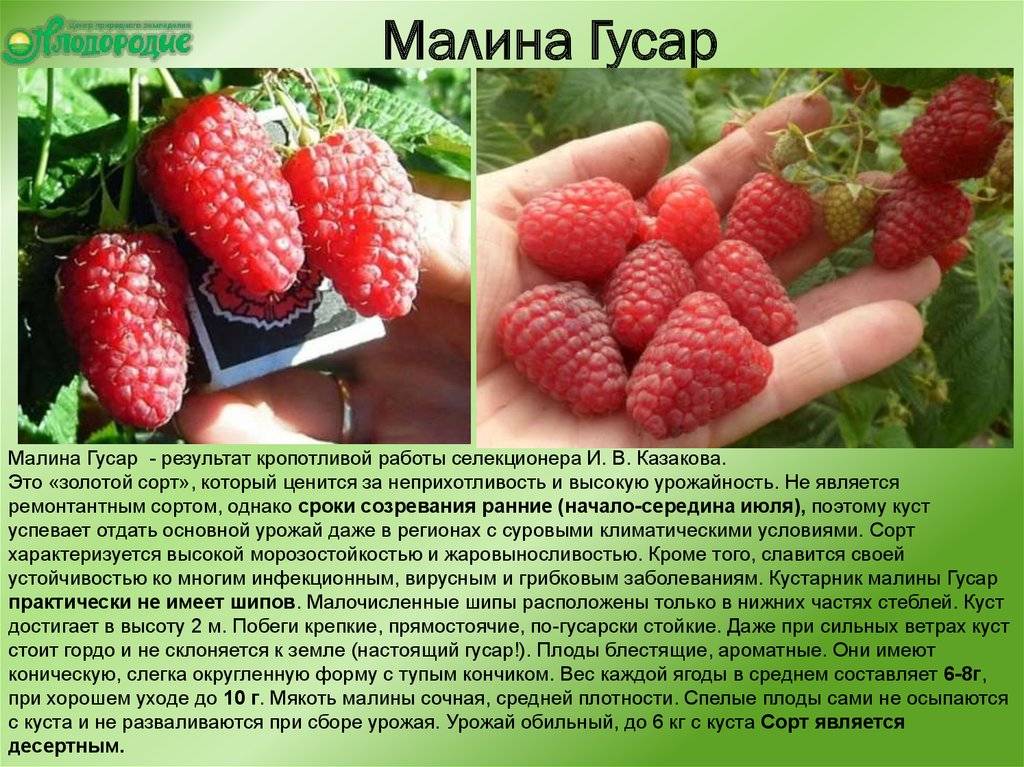 Лучшие сорта малины для средней полосы россии с фото и описанием