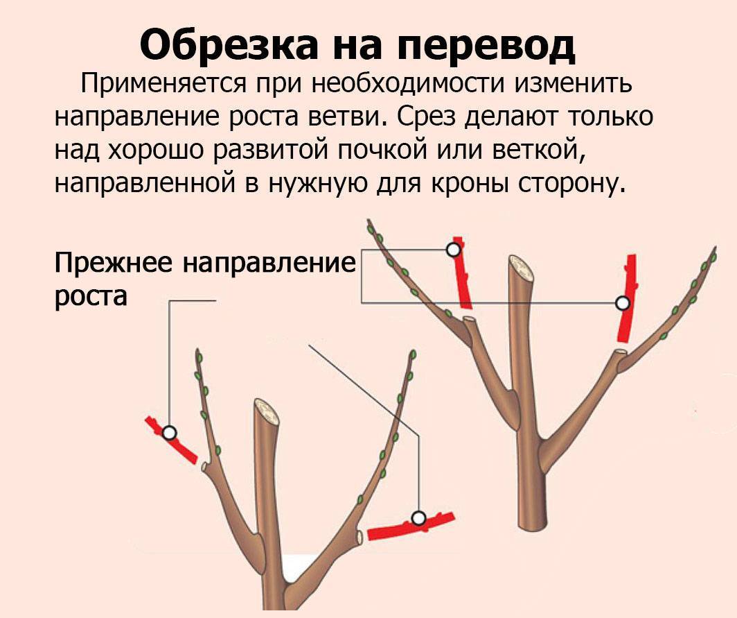 Миндальное дерево: фото, описание, посадка и уход - sadovnikam.ru