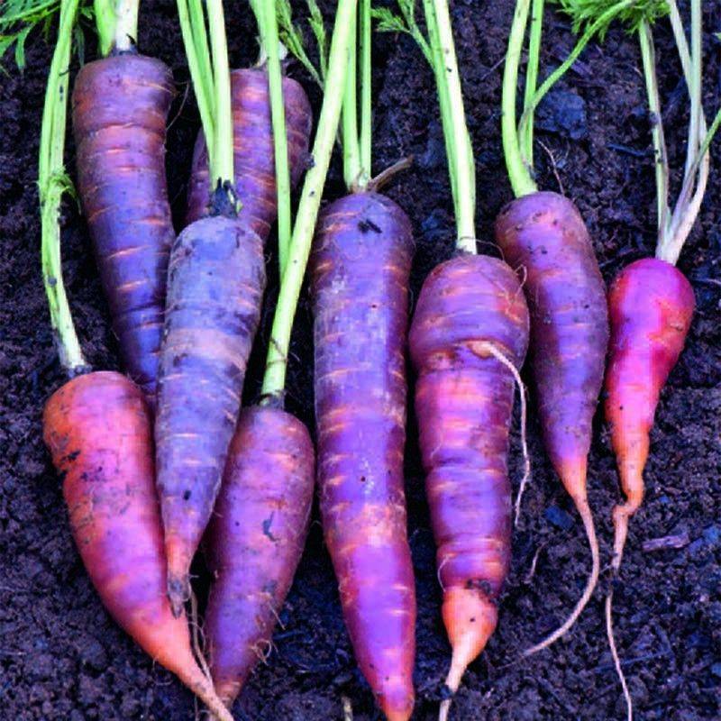 Фиолетовая морковь: разные сорта и их характеристики