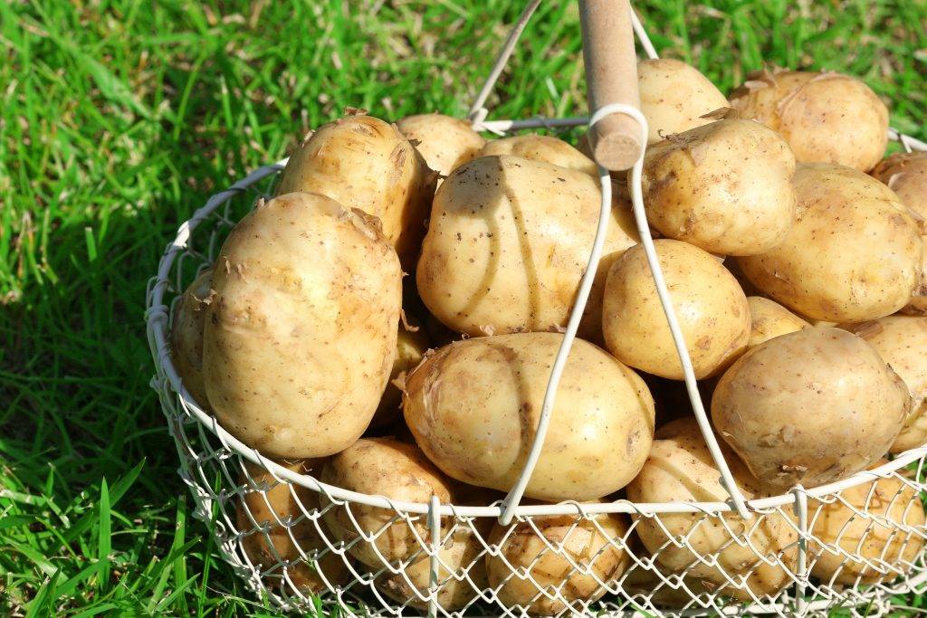 Сорт картофеля тулеевский – описание и фото