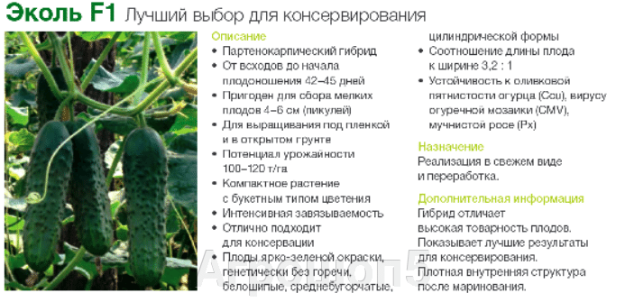 Огурец эколь (f1): отзывы о плюсах и минусах, инструкция по выращиванию, полезные советы и характеристики урожая, фото