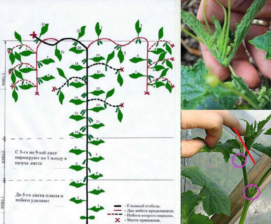Как прищипывать и формировать тыкву в открытом грунте: три способа формирования, варианты посадки тыквы на участке, уход за культурой