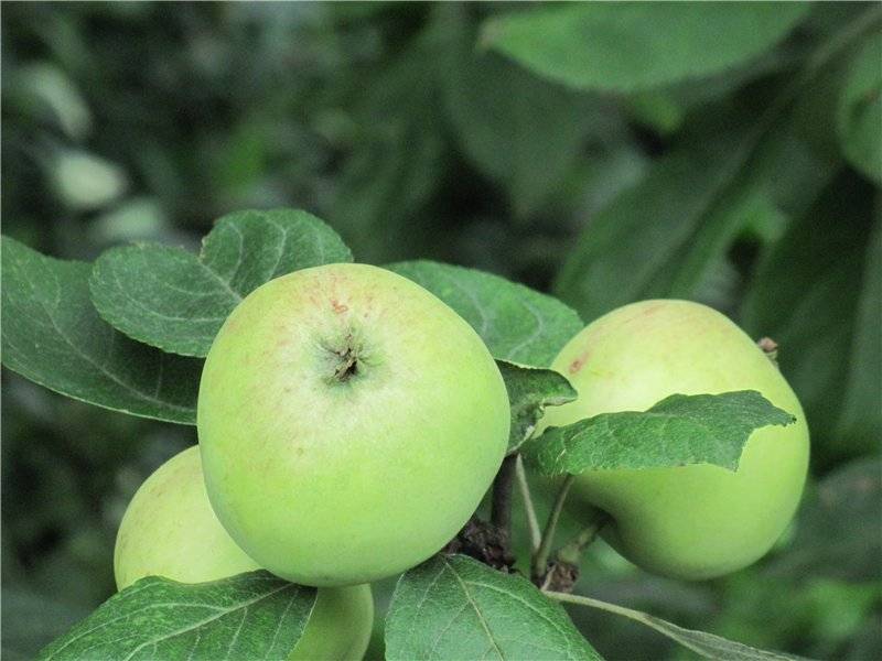 Сорт яблок аркад сахарный описание, фото, отзывы