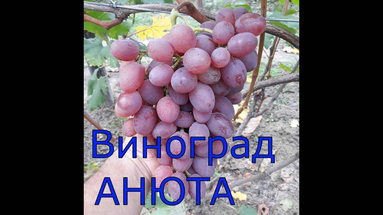 Виноград «анюта»: описание сорта, фото, посадка и уход