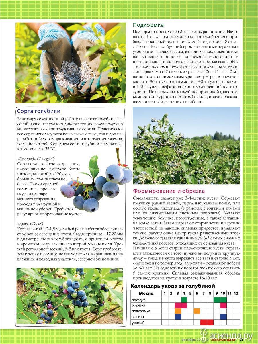 Сорта голубики садовой: описание и характеристики 45 лучших, урожайность, как выбрать