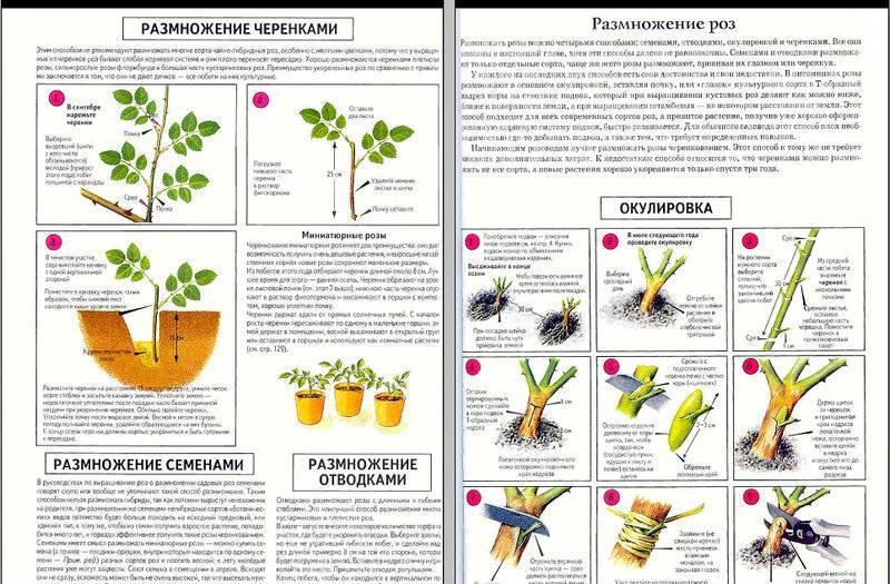 Ревень: особенности выращивания в открытом грунте