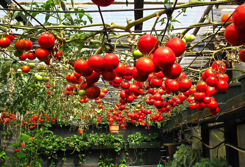 Лучшие сорта помидоров для краснодарского края