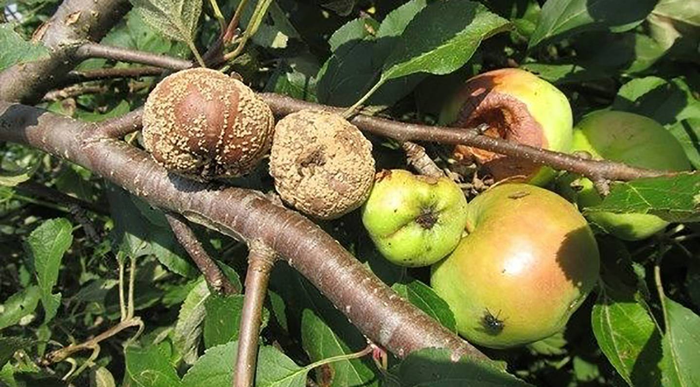 Почему яблоки гниют прямо на дереве: обзор причин
