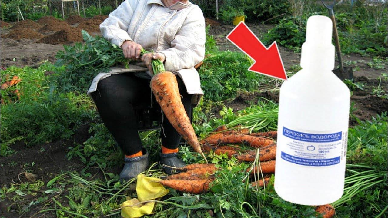 Самая обычная перекись водорода для рассады – незаменимый лекарь в огороде