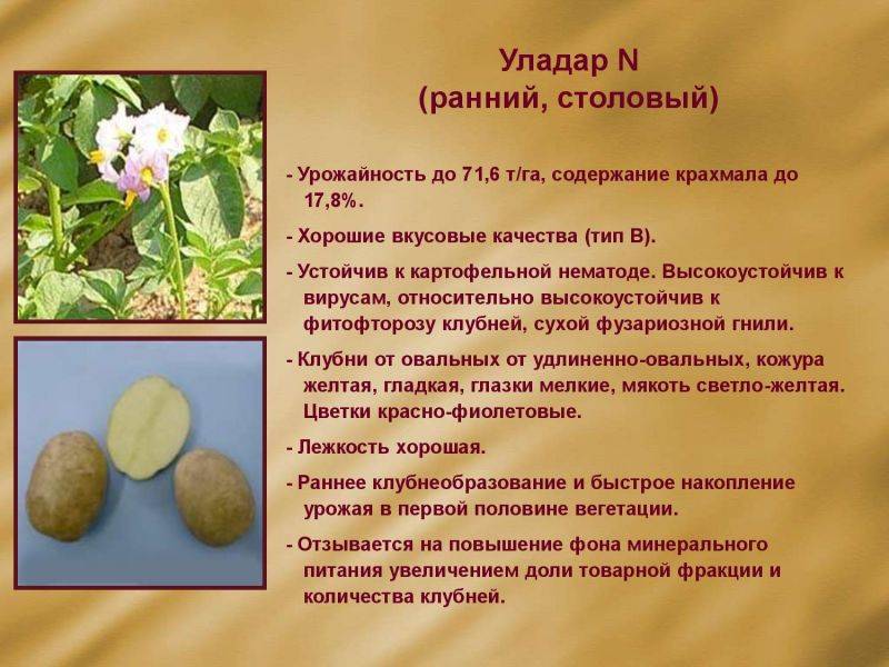 Картофель скарб: описание сорта, выращивание, отзывы