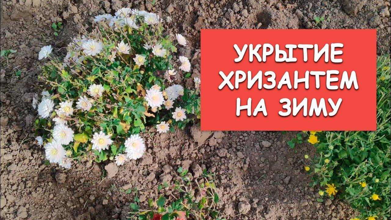 Как можно сохранить хризантемы зимой в саду, не выкапывая, в открытом грунте и помещении