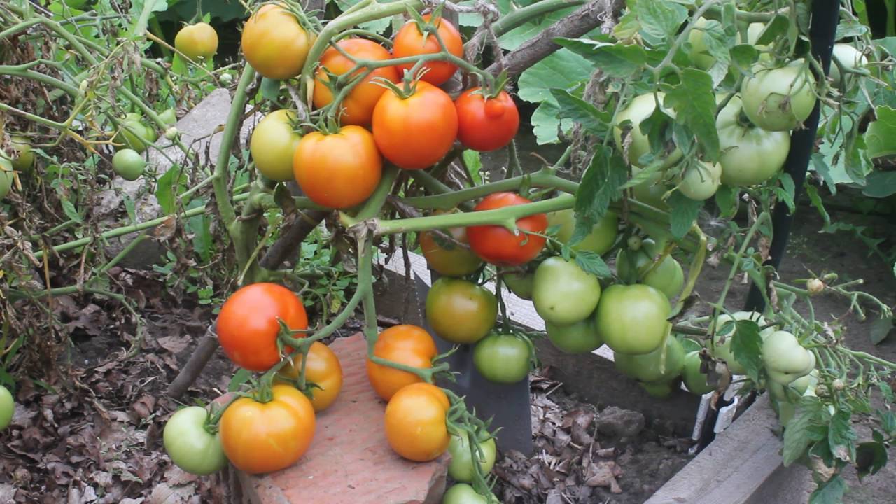 Сорт помидор «безрассадный»: описание томатов, особенности ухода за почвой, полив, рассада, урожайность, характеристика плодов и подверженность вредителям