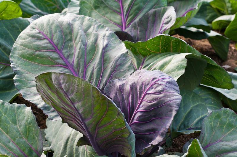 Почему у капусты фиолетовые листья и что делать, чего не хватает