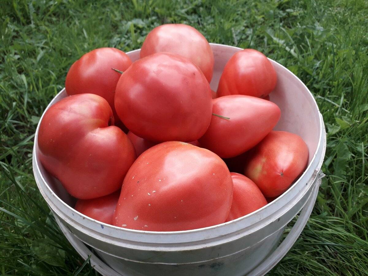 Кистевые томаты для теплиц | огородник