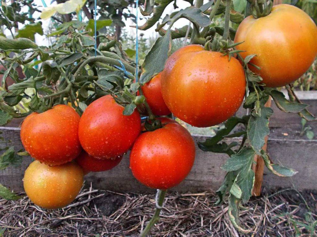 Лучшие сорта семян помидоров для открытого грунта