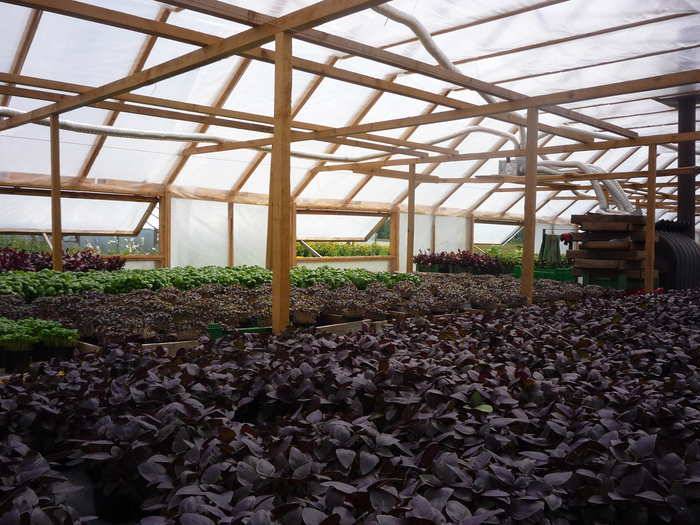 Как вырастить базилик в теплице: выращивание зимой