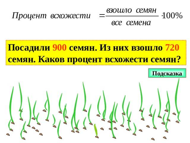 Как посадить томат. вариант 2: пророщенные семена. мастер-класс с фото на supersadovnik.ru