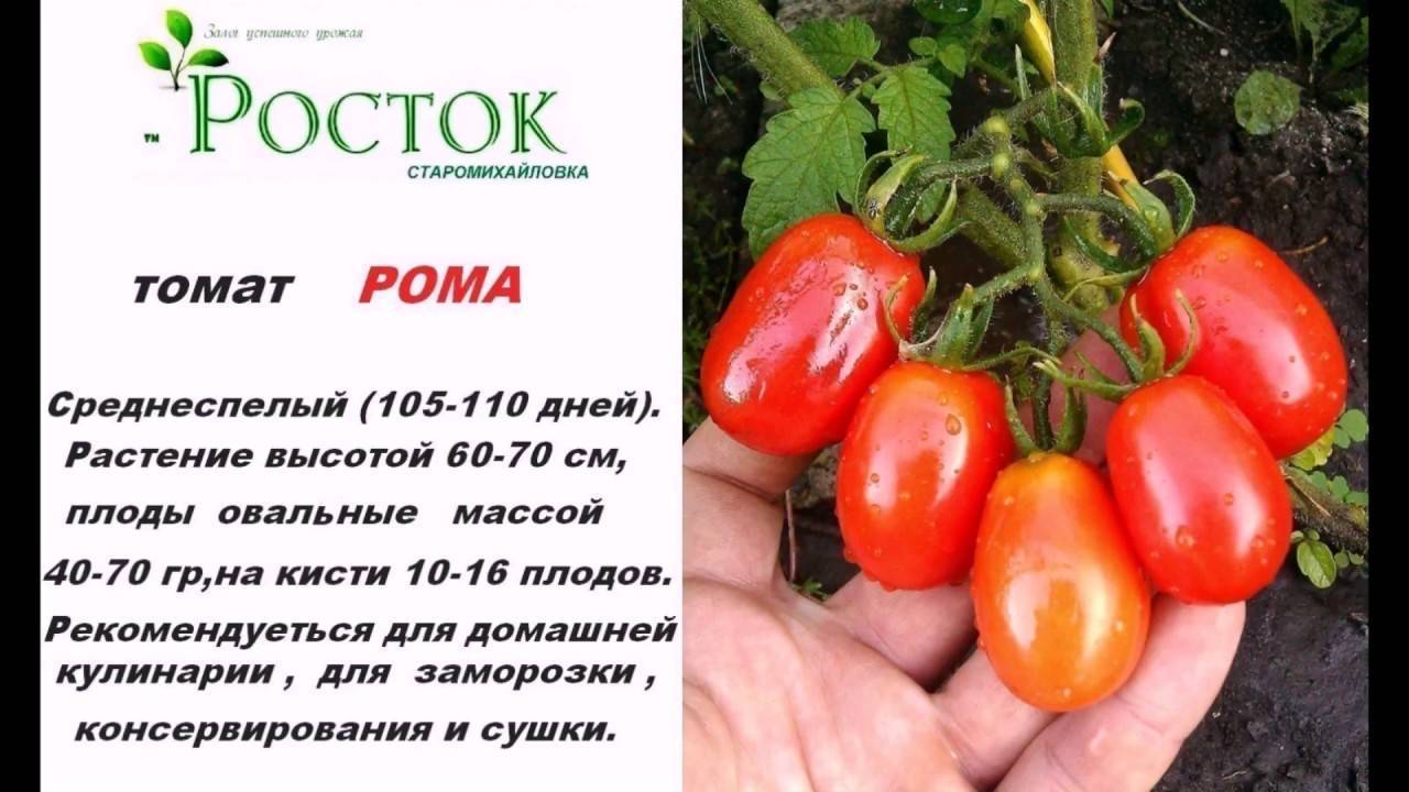 Томат рома: описание сорта, основные особенности выращивания