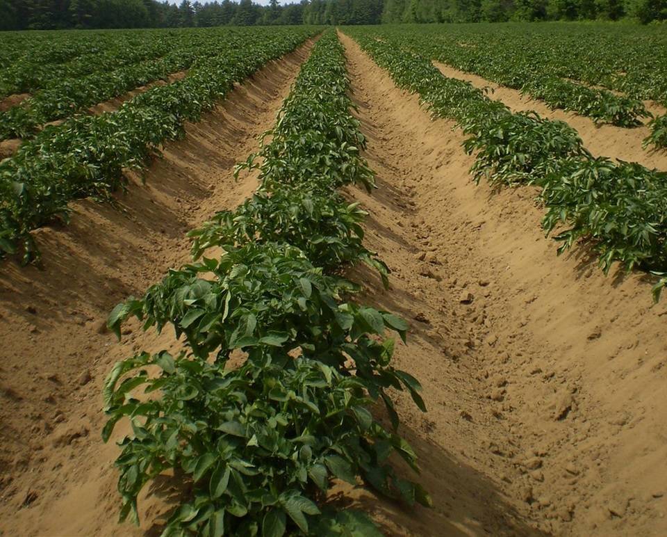 Особенности выращивания картофеля с системой капельного полива