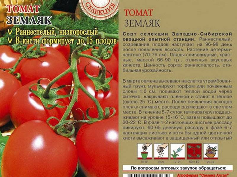 10 сортов кистевых томатов для теплиц и открытого грунта