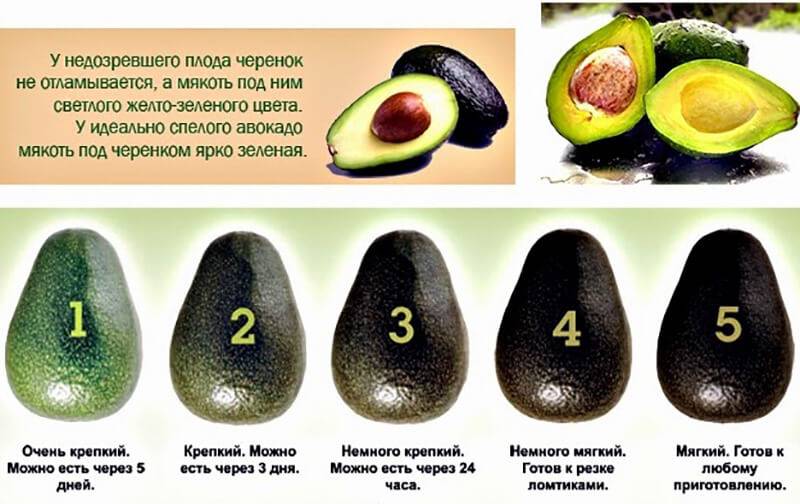 Описание и история селекции сорта авокадо хаас, применение и чем отличается от обычного