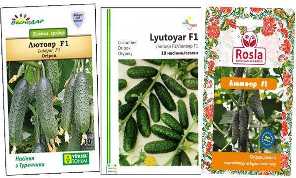 Огурец лютояр f1: характеристика и описание гибрида, выращивание и уход