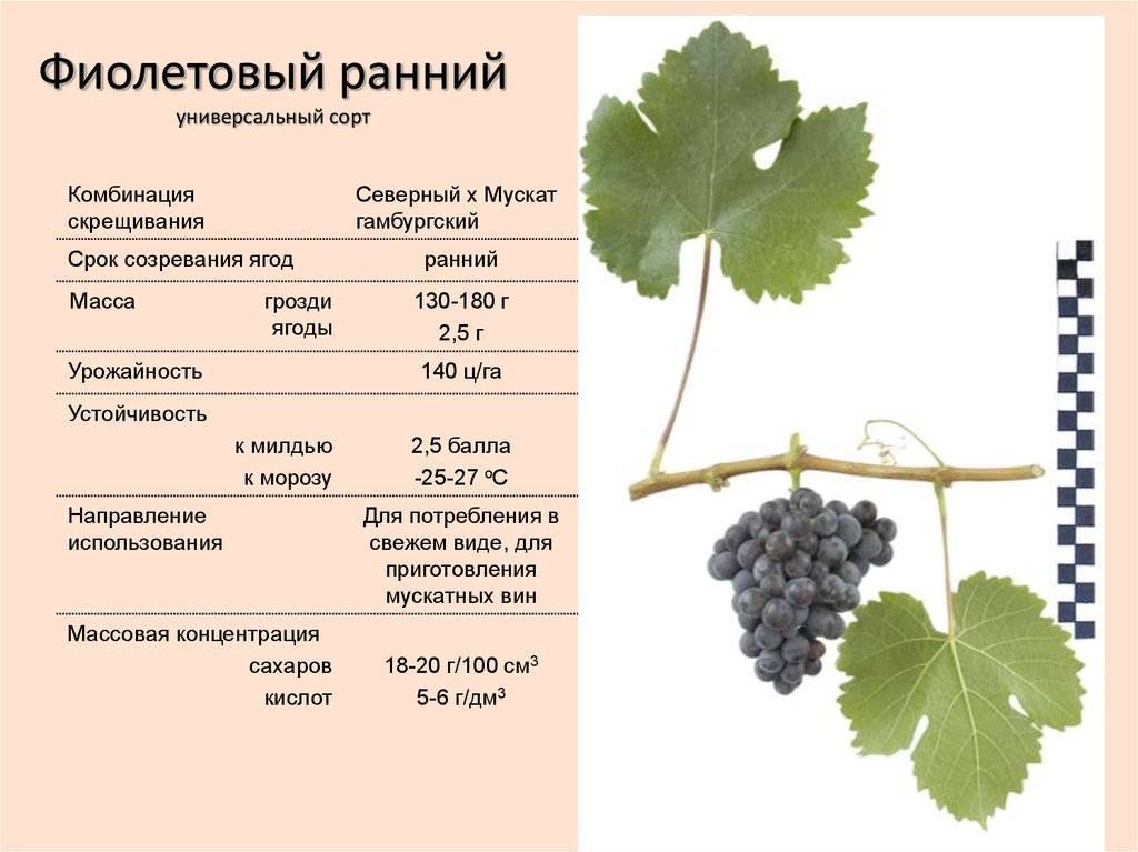 Ландыш — столовая форма винограда