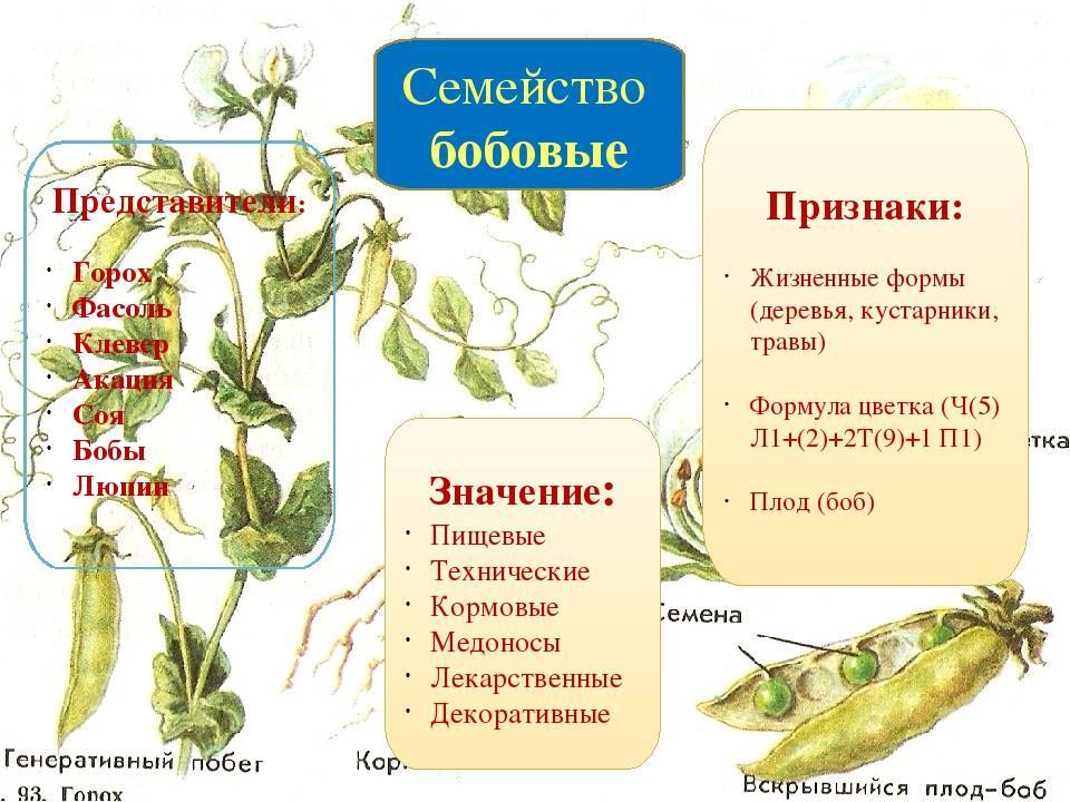 Горох - это овощ или фрукт, к какому семейству относится культура (2022)