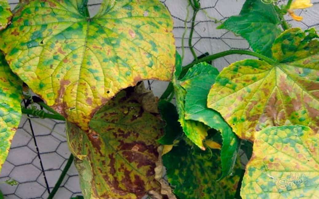 Почему желтеют листья у дыни в открытом грунте: что делать и как лечить
