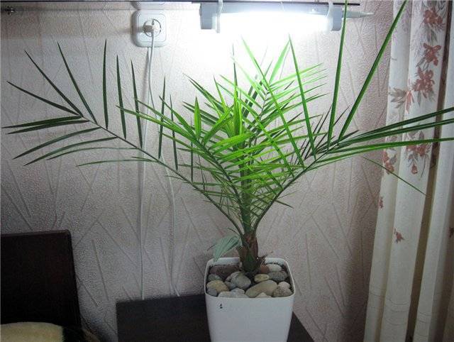 Финиковая пальма из косточки: как посадить и вырастить