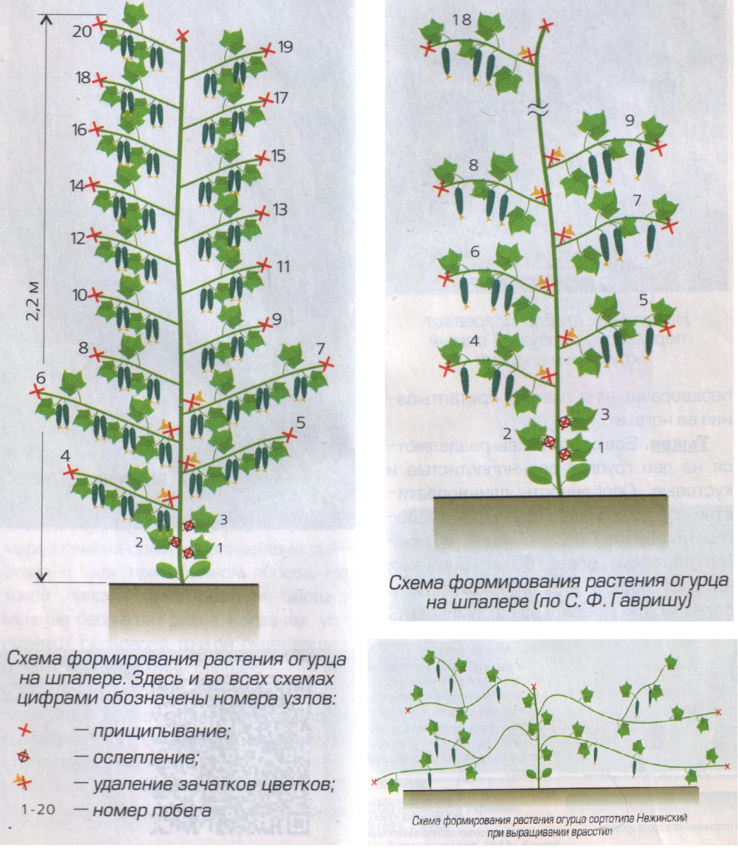 Особенности выращивания дыни в теплице: подготовка, высадка и подкормка