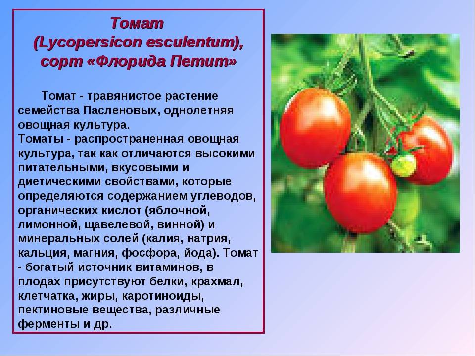 Томат елисей: описание сорта, отзывы (12), фото, урожайность | tomatland.ru