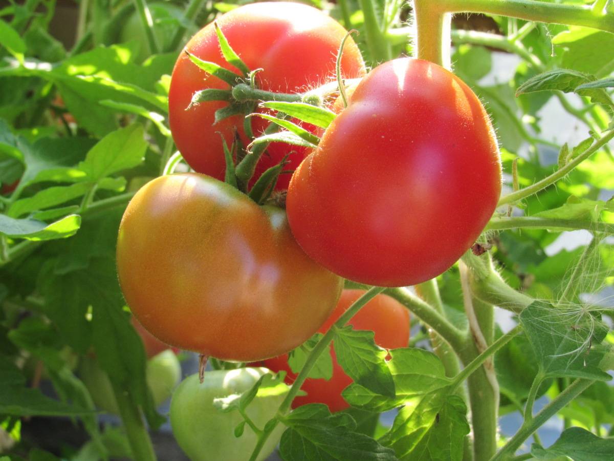 Характеристика и описание сорта томата никола, урожайность