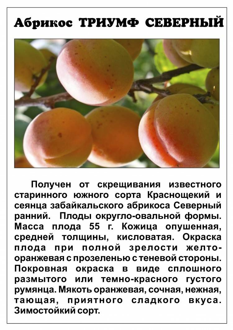 Сорт абрикоса чемпион севера, описание, характеристика и отзывы