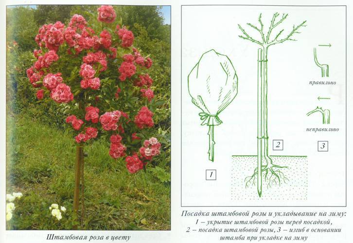 В разделе представлены сорта садовых роз с длинными ветвящимися и гибкими побегами. чаще всего применяются в вертикальном озеленении, нуждаются в опорах. плетистые делятся на 2 основные подгруппы: мел