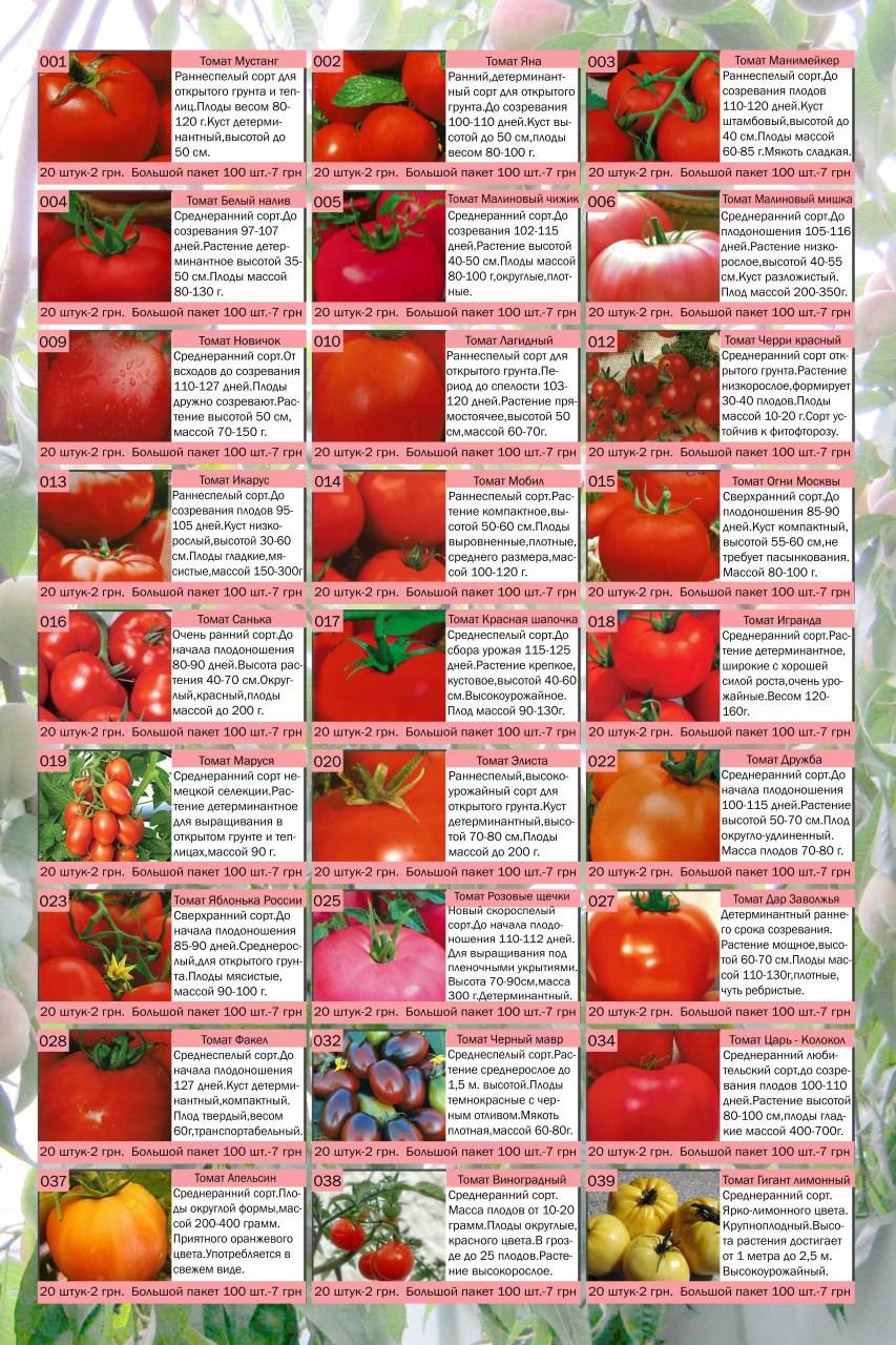 Лучшие сорта томата для северо запада по отзывам