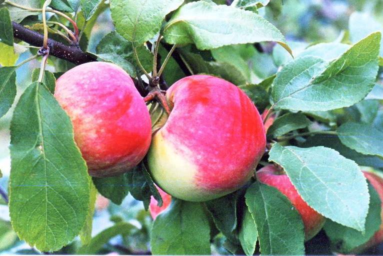 В яблочный спас плодами одарит яблоня грушовка московская