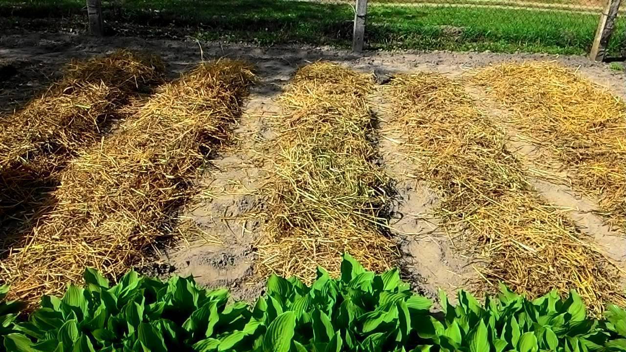 Выращивание картофеля под слоем мульчи  — floraprice.ru
