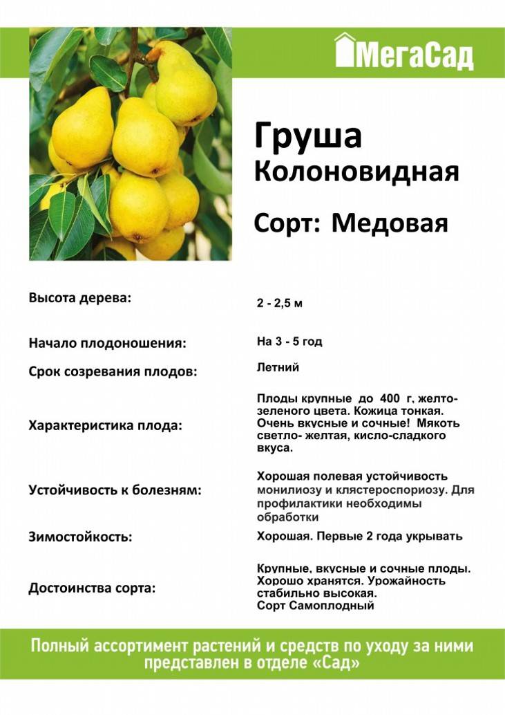 Груша белорусская поздняя: отзывы, фото, урожайность, посадка и уход