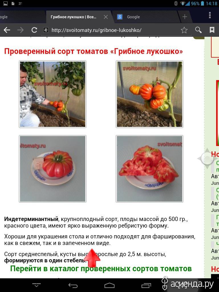 Томат грибное лукошко: отзывы, характеристика и описание сорта, урожайность