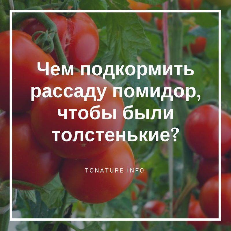 Удобрения для рассады томатов, чтобы была толстенькой