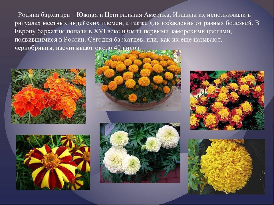 Хризантемы: описание, виды, особенности выращивания в домашних условиях и в открытом грунте