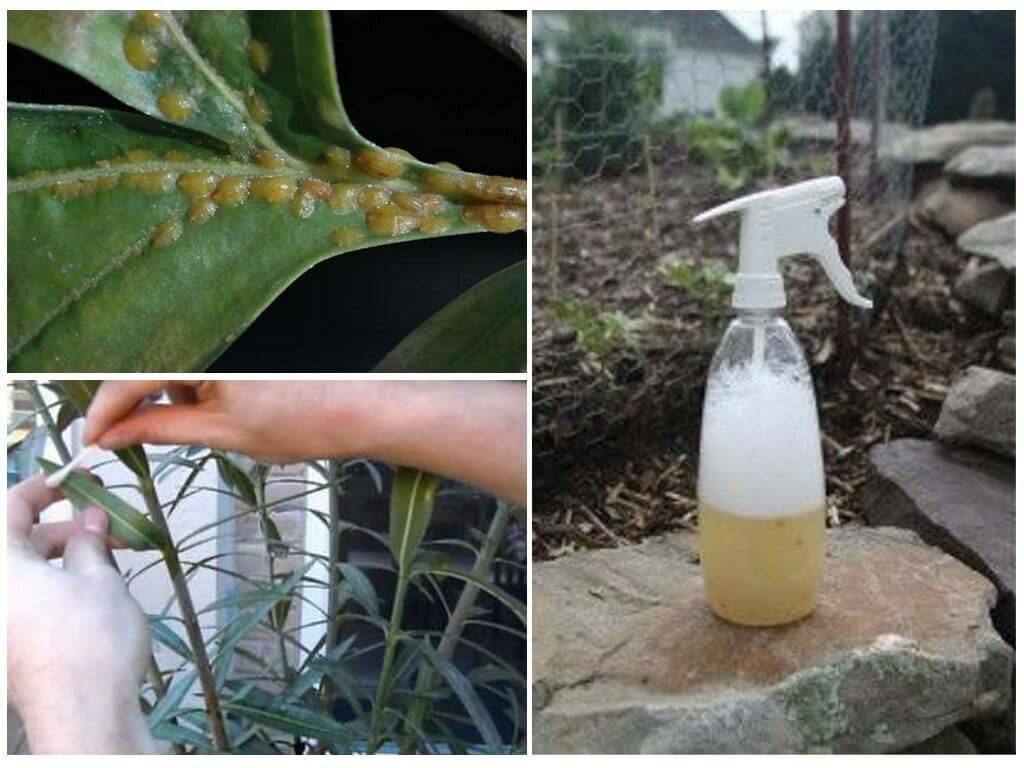 Щитовка на комнатных растениях: как бороться на орхидее, лимоне, препараты