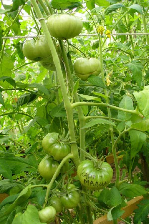 Любимец огородников — томат картофельный малиновый: подробное описание сорта