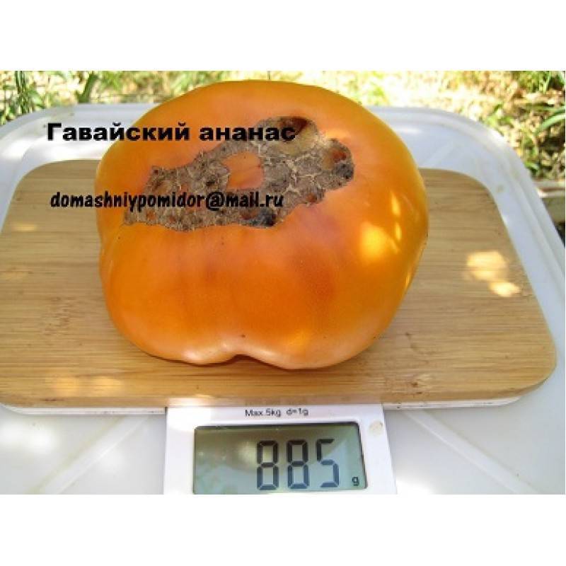 ᐉ томат черный ананас описание сорта фото отзывы - zooshop-76.ru
