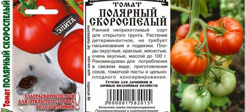 Описание томата Полярный скороспелый и рекомендации по выращиванию сорта