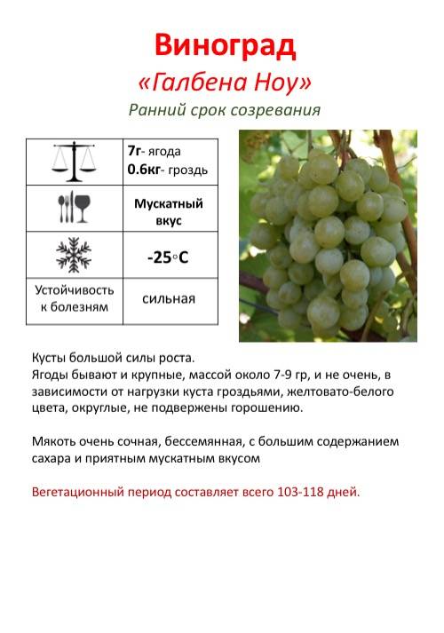 Описание и характеристики, преимущества и недостатки сорта винограда галбена ноу и тонкости выращивания