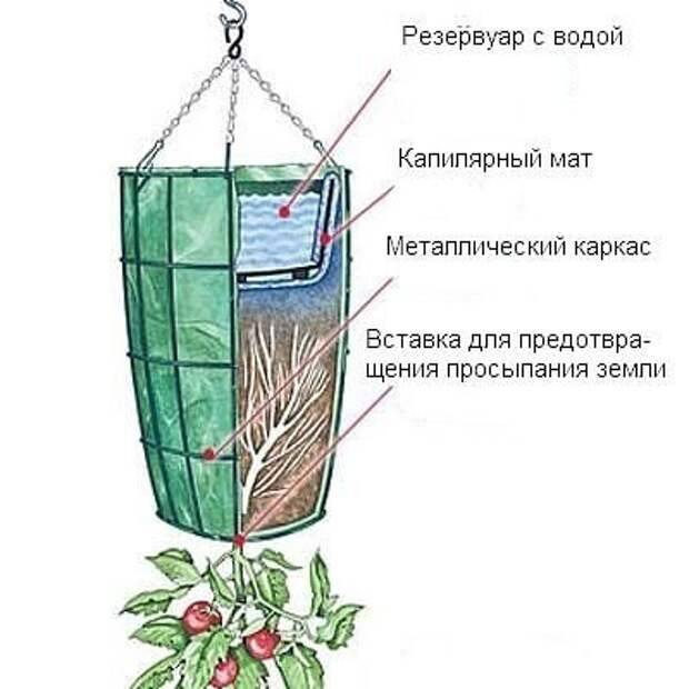 Как вырастить помидоры вверх корнями в ведре отзывы