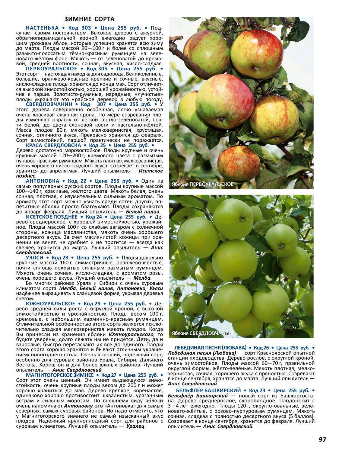 Яблоня медуница: описание сорта, фото и отзывы, посадка