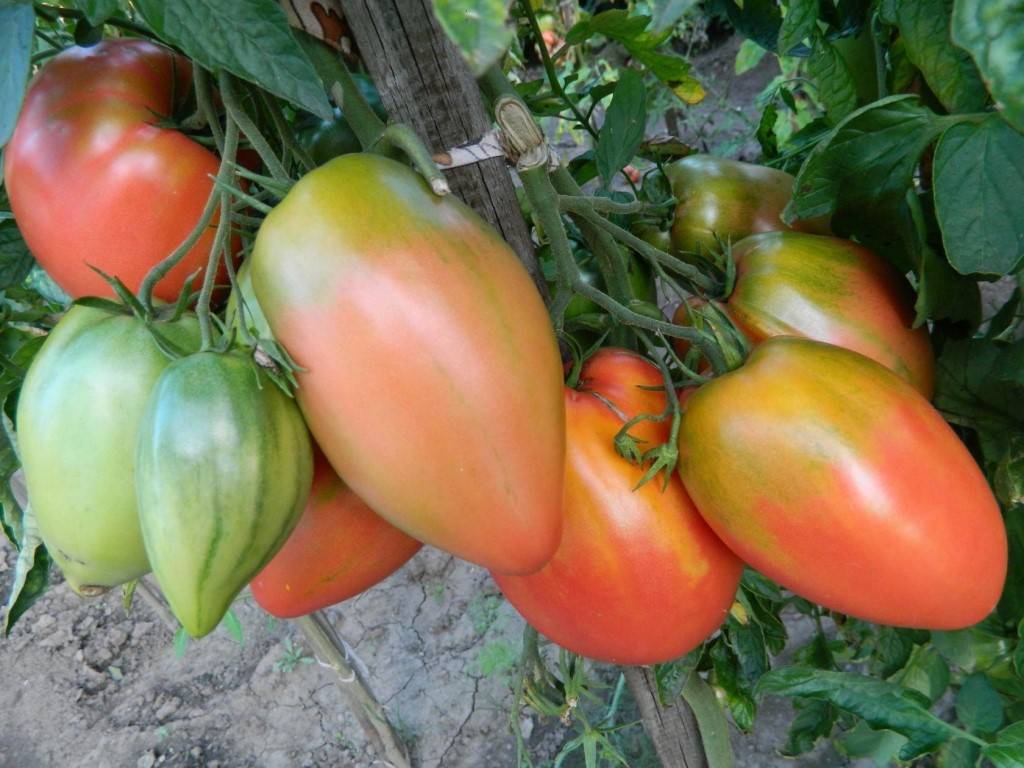 Вкусные, сладкие и сочные томаты «подсинское чудо» — подарок от минусинских селекционеров-любителей